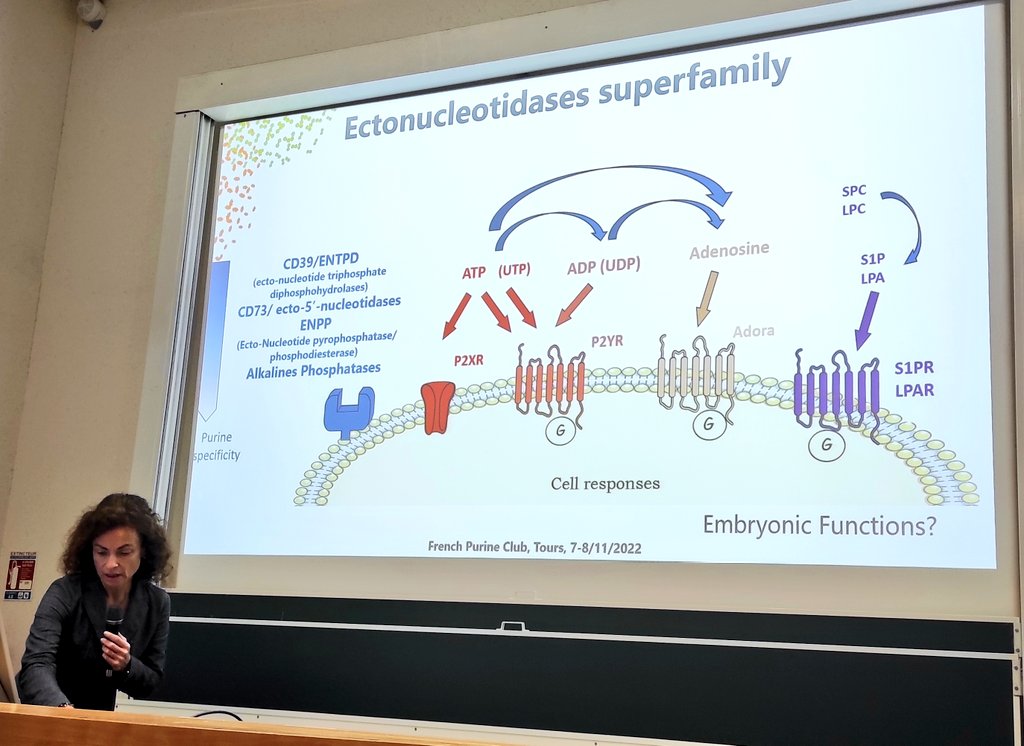 FrenchPurine's tweet image. Karine Massé nous présente le rôle des ectonucleotidases au cours du développement #FPC2022 @Neuro_Bordeaux 
Si on augmente l&apos;ADP, le nombre de yeux augmente aussi chez le Xenope ! @CNRS @univbordeaux @BoueGrabot