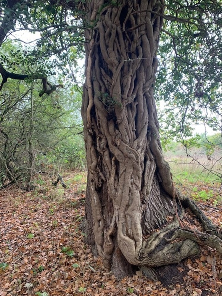 Lord Mayor of Norwich tweet media