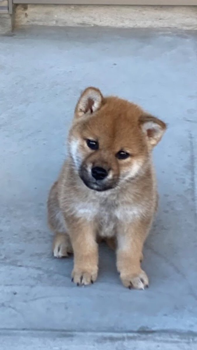 🐕💕💕💕
#お迎えしたばかりの頃の自慢の1枚見せて