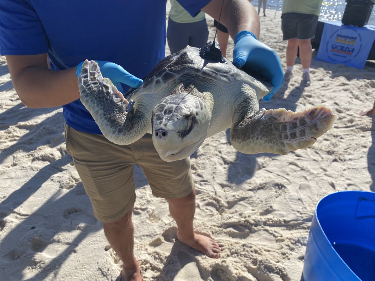 The last of the 25 sea turtles brought to IMMS in Gulfport from Massachusetts last December is healthy and ready to swim out to see.  Trevor Munch is being released today across from Edgewater Mall ⁦<a href="/WLOX/">WLOX</a>⁩