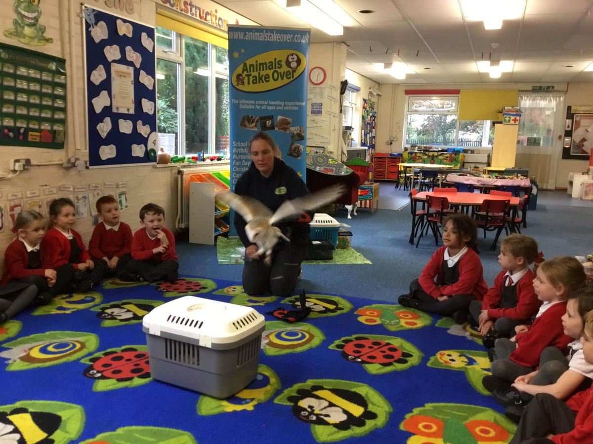 HeswallPrimary's tweet photo. F2 had an amazing afternoon with #animalstakeover We met Woody the barn owl. https://t.co/rZDAF6ExZe