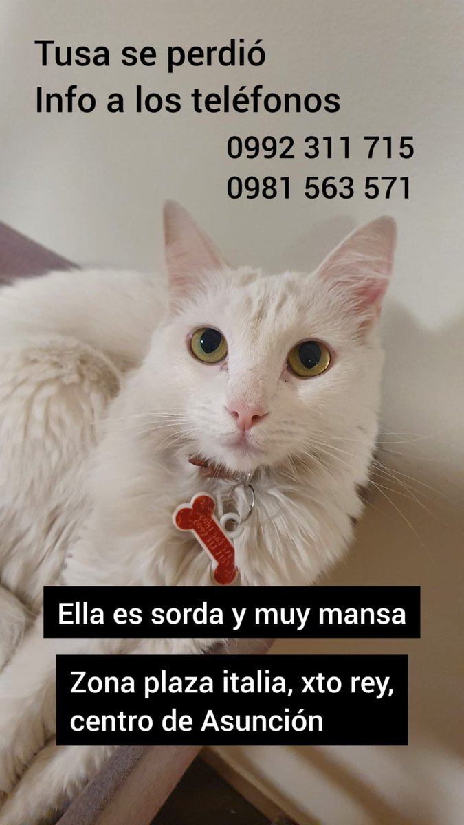 Se perdió mi gatita Tusa 😭 cualquier info a esos números! Favor RT 🙏