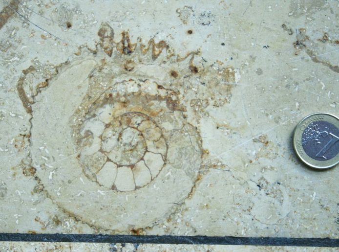 @JelleReumer <a href="/UrbanPalaeo/">UrbanPalaeo</a> <a href="/urban_geology/">Urban Geology</a> <a href="/Paleourbana/">Paleourbana</a> De vloer van het oude Hoog Catharijne zat er ook vol mee.