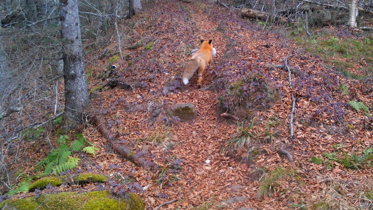 Snowshoe hare fur changes to white to hide from predators in the late fall. Years with less snow can leave white-furred hares vulnerable to predators. This photo was taken in late November 2020. The white fur likely made it easier for this red fox to hunt the hare.