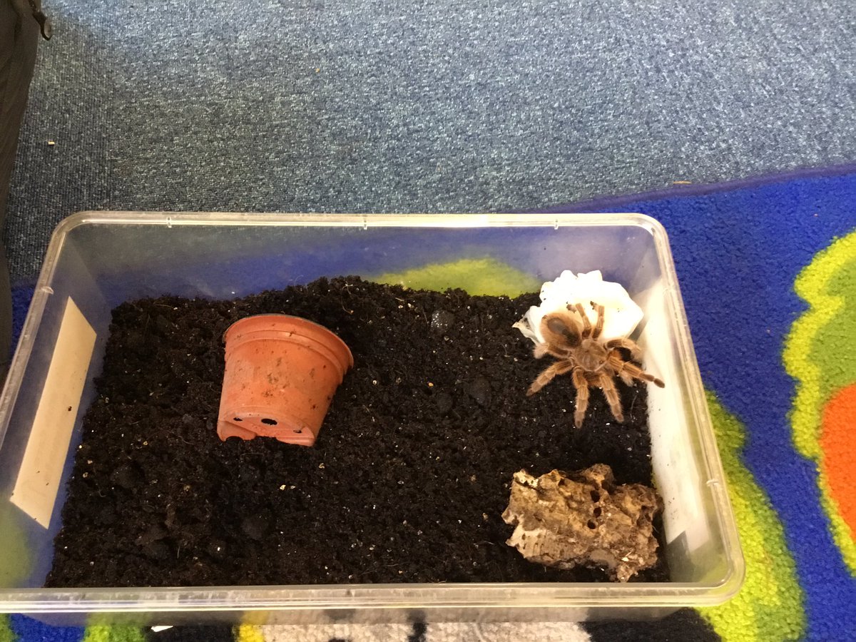 HeswallPrimary's tweet photo. We also met Milly the millipede, a spider from Chile and an African tree frog! . #animalstakeover https://t.co/8PqUF7mAty
