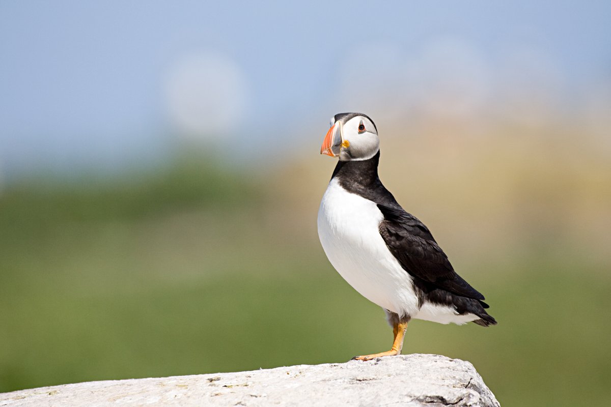 DefraGovUK's tweet photo. In partnership with @Natures_Voice, we’re investing £156,000 to protect England’s #seabird islands against the threat of invasive predators.

This will help to protect England's populations of puffins, razorbills, gannets and terns. 

Read more 👇
https://t.co/HKgnDhDtXE https://t.co/a8fDpqB50Y