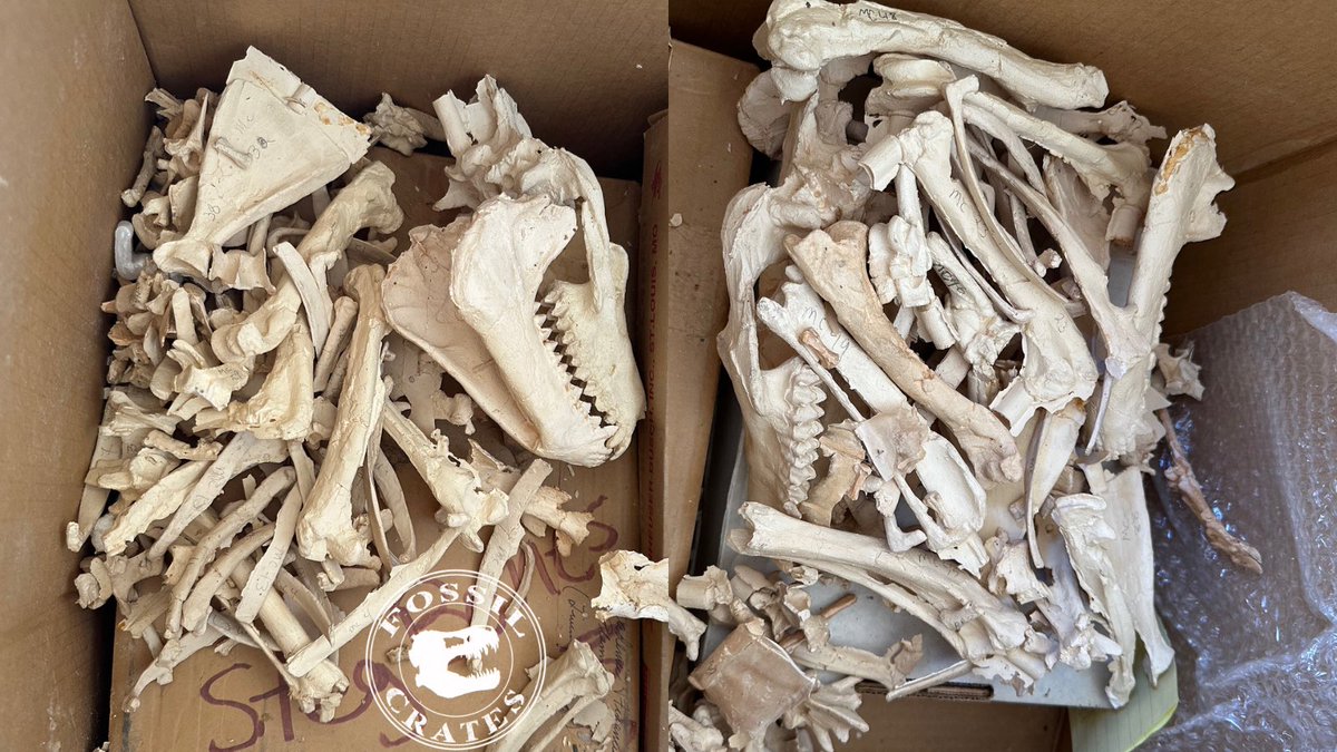 Fossilcrates's tweet photo. #Puzzles anyone?
Two #Merycoidodon (aka #Oreodon) in this box! A #camel cousin, scent gland bearing #mammal with large, sharp incisors and cute little toes that are so tiny I dread foot assembly! The beast is smaller than one #sauropod vert!
#fossilcrates #ExpressExhibits #DrBC https://t.co/BTWgGqgANN