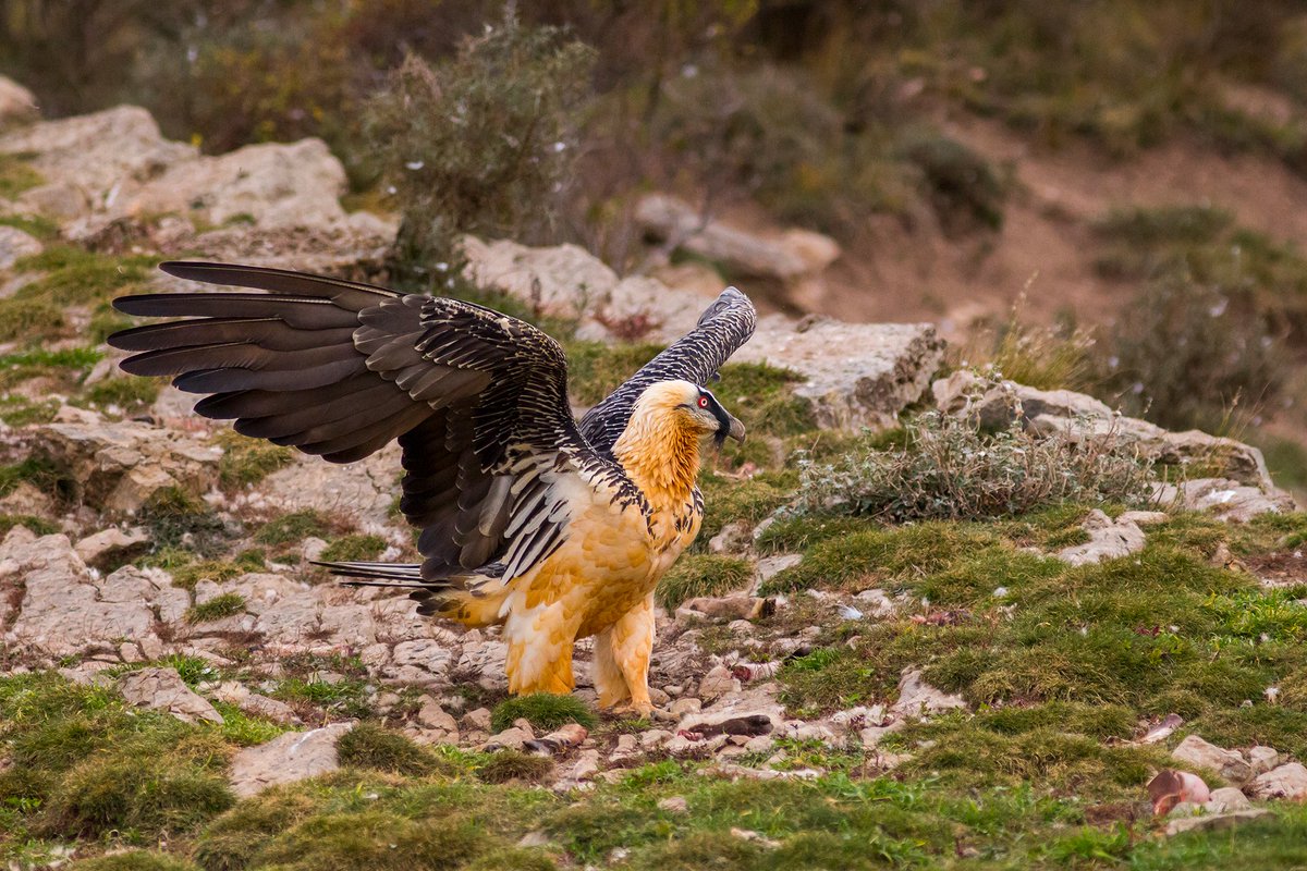 Bird conservation in China!

Learn more with ornithologist Yifan Li on <a href="/InConservation1/">In Conservation With...</a> 

Tomorrow Tuesday 8 November 7pm GMT

Book FREE: theurbanbirderworld.com/tub-webinars/y…

Sponsored by: <a href="/CJWildlife/">CJ Wildlife Bird Foods</a> <a href="/LeicaBirding/">Leica Nature & Birding</a>