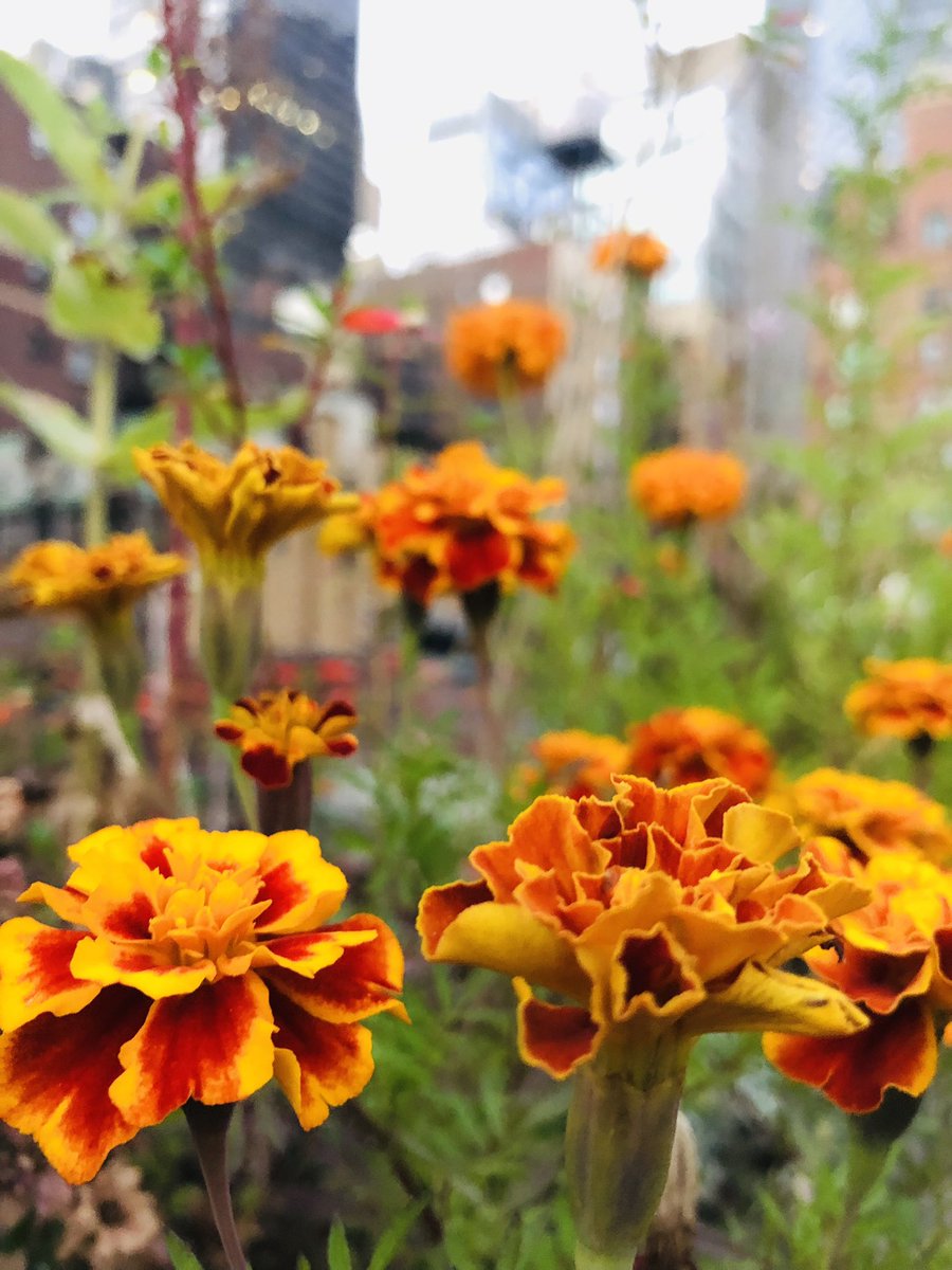 Autumn view from the Secret Garden on the roof of Science House.