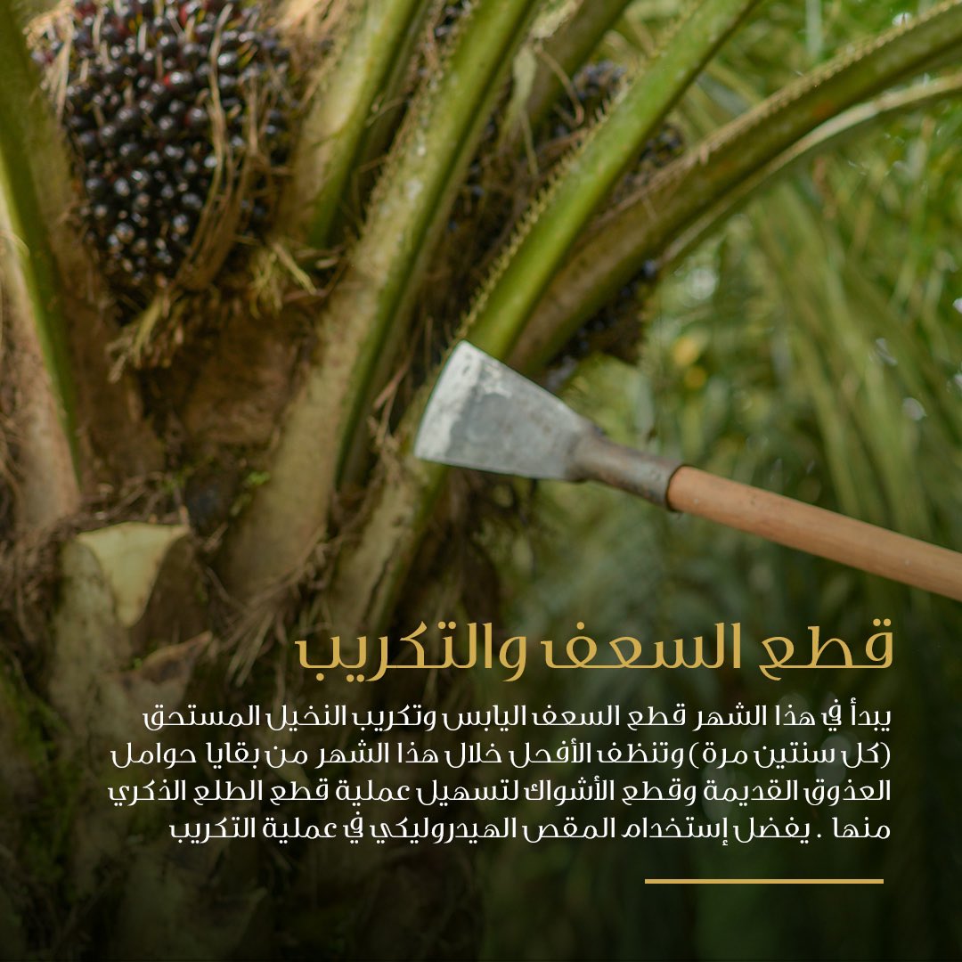 alfoahdates's tweet photo. كل ما تحتاجون معرفته عن أفضل الممارسات الزراعية لرعاية أشجار النخيل خلال شهر نوفمبر.​

#الفوعة #التمور #العين https://t.co/NmQ3ZQvJtg