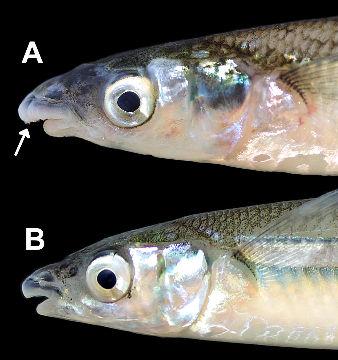 IchsAndHerps's tweet photo. A New Species of Silverside of the Genus Odontesthes with Hypertrophic Lips from a High-Altitude Basin in Southern Brazil by Juliana Wingert @ferrer_juliano et al.

DOI link: https://t.co/xqsdx86GO1
50-day free access link: https://t.co/jZxaXqpvvR

#ASIHPub https://t.co/HCE4vKQY54