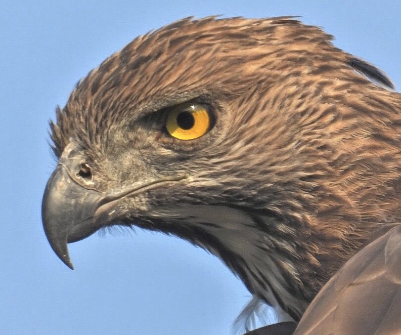 Crested Hawk Eagle/Changeable Hawk Eagle. 

Balrampur, Uttar Pradesh. 
November 2022.
#CrestedHawkEagle #ChangeableHawkEagle #birdsofuttarpradesh #indianbirds #wildlifephotography #birdphotography #IndiAves