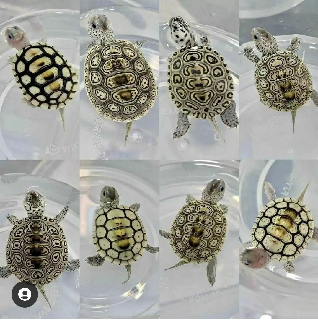 maritimaport's tweet photo. Follow us for more Me
What a beautiful photo💖🐢🐢🐢💖
@FundamarMiranda
TAG a friend 👦👩
. 📷: Please DM
No copyright infringement intended. All credit to the creators.
(Please DM us I will give you credite or remove)
#easternboxturtle #littleturtle #trampledbyturtles https://t.co/Lh5sRT9DL5
