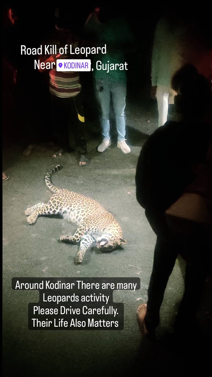 Road Kill of Leopard near Kodinar

Their Lives Also Matters
Please Drive Carefully 

.
#roadkill #wildlifegujarat #gujaratforest #Leopard #RoadAccident #leopardroadkill