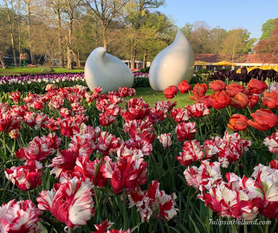 Parrot tulips in red and white next to the bulb statues at Keukenhof garden. ❤️🤍🌷

#travel to the #tulipsinholland spring 2023 tulipsinholland.com