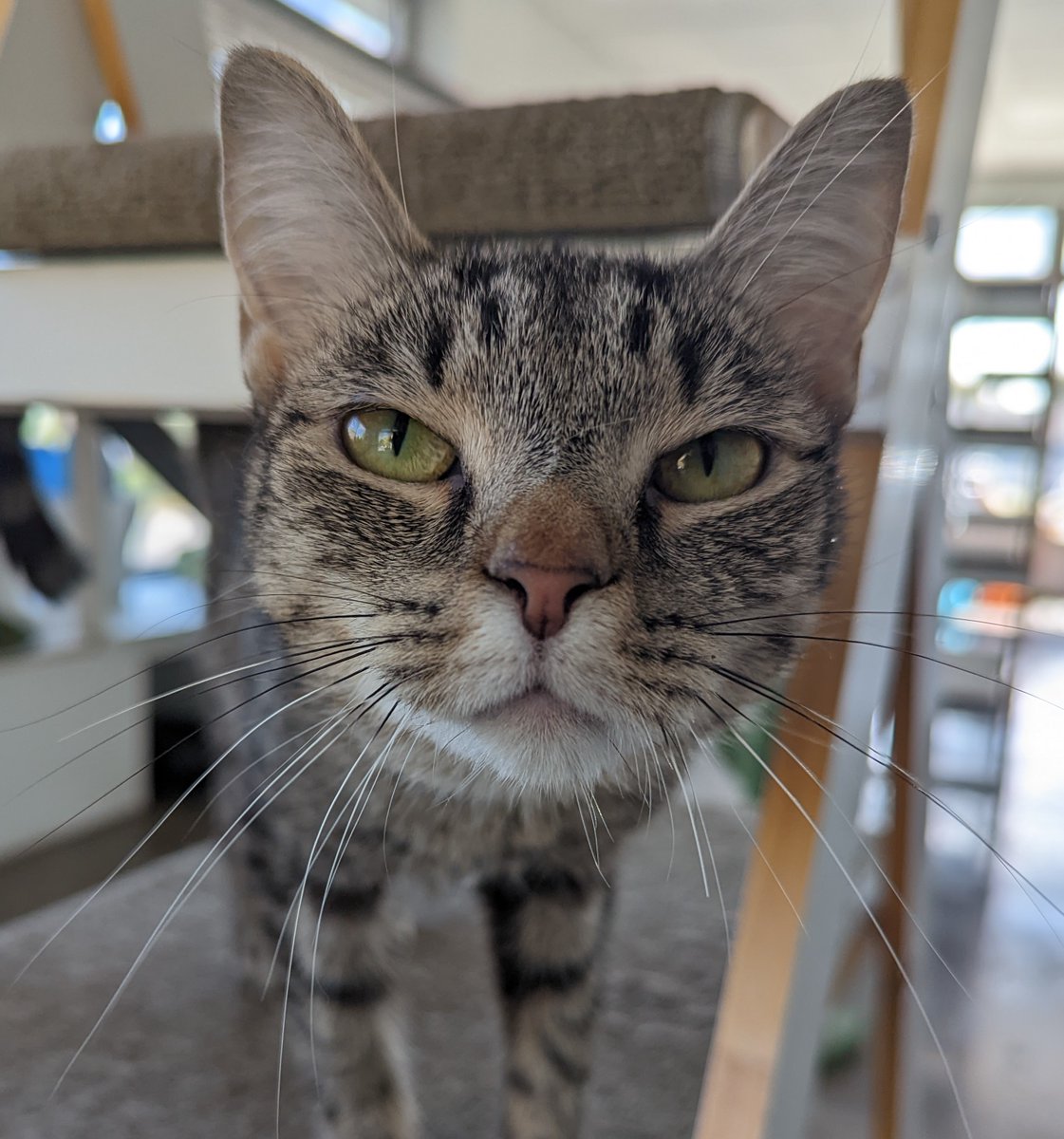 Costella, today's Pet Pal, is a 2-year-old Domestic Shorthair trying to decide if she likes you or not. Oh, the scrutiny! 

It's okay, she judged us too. This girl knows what she wants and it's hard not to respect that. Do you think you could win her approval?