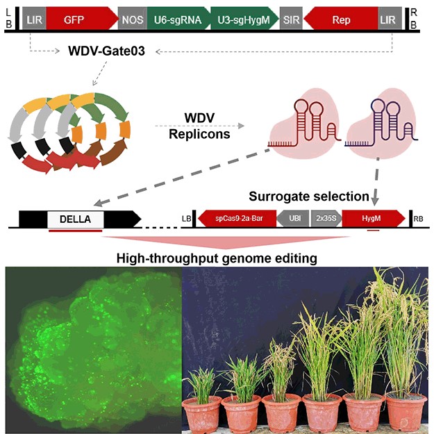 JIPB (@jipbio) on Twitter photo As #CRISPR technology becomes routine in #PlantSci, large-scale #genome editing is crucial. In the latest #JIPB #NewTech paper, Tian et al. share their #geminivirus-mediated surrogate system (WDV-Gate) for high-throughput genome editing. 
doi.org/10.1111/jipb.1… <a href="/wileyplantsci/">Wiley Plant Science</a> As #CRISPR technology becomes routine in #PlantSci, large-scale #genome editing is crucial. In the latest #JIPB #NewTech paper, Tian et al. share their #geminivirus-mediated surrogate system (WDV-Gate) for high-throughput genome editing. 
doi.org/10.1111/jipb.1… <a href="/wileyplantsci/">Wiley Plant Science</a>