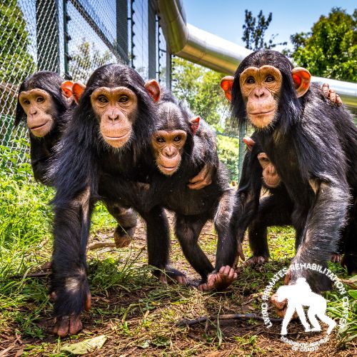 We are proud to announce that we are officially listed as one of the partners of the Lwiro Primates Rehabilitation Center.

Let's support this amazing organization by helping the chimps find hope and ways to heal themselves.

Click here to donate: lnkd.in/gW8h84zq