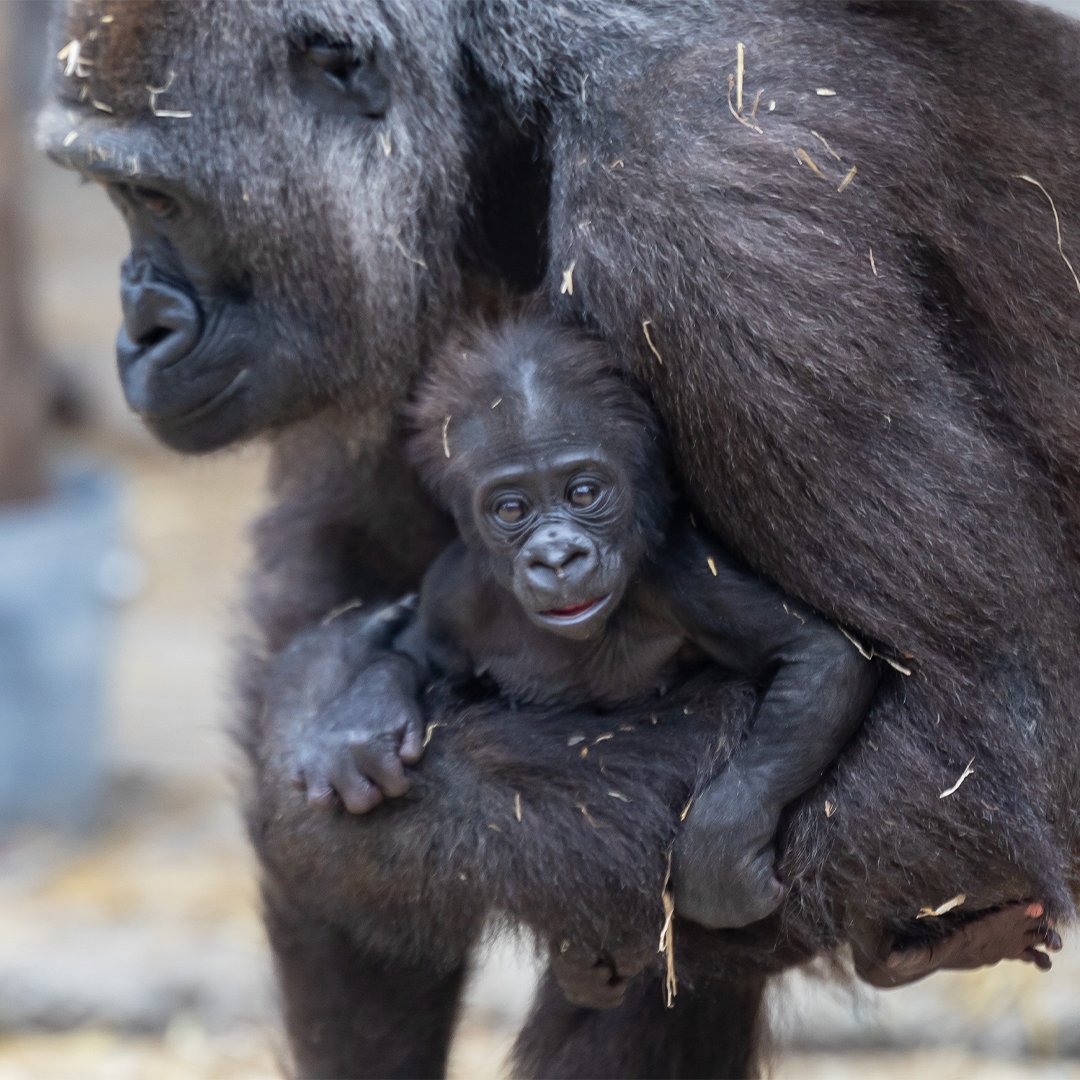 Join us for Zootastic Weekends on selected dates throughout November - March and encounter your favourite animals ✨

Get your tickets here from £12pp 👉 bit.ly/3FSIOIu

❗️ Remember, our Theme Park rides are closed during Zootastic Weekends