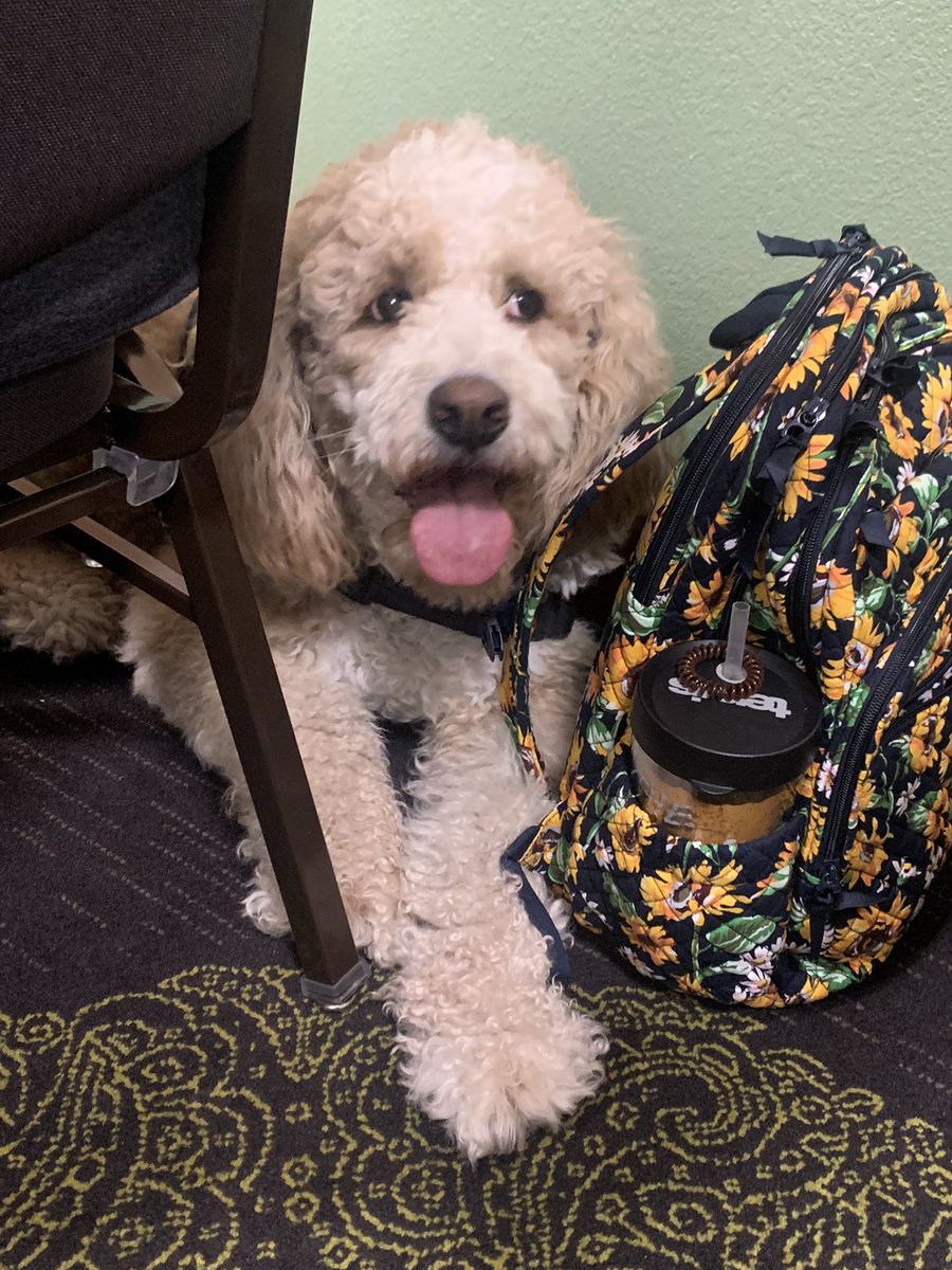 Therapy dogs are everywhere and I love it!! #msca22