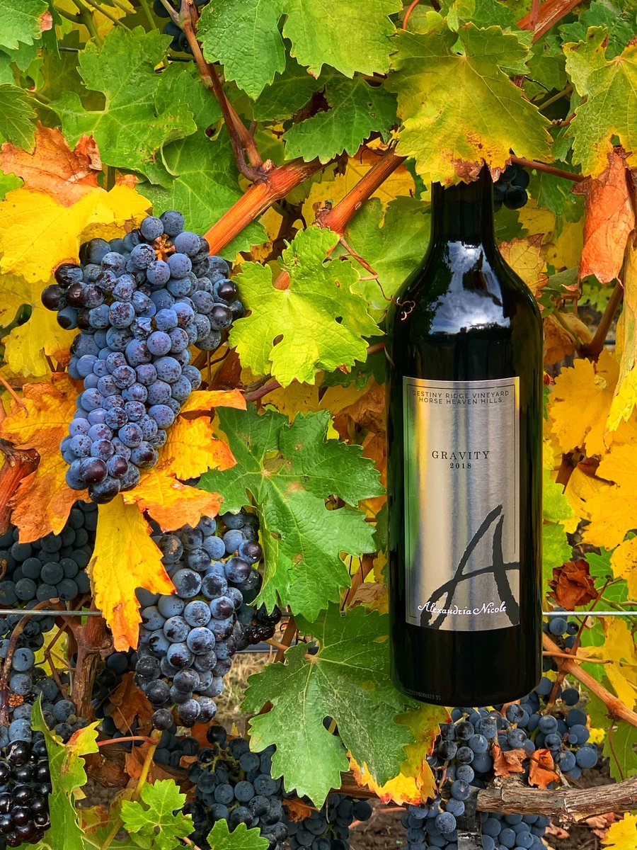 Happy #internationalmerlotday! Our Gravity Merlot is delicious! Stop by one of our tasting rooms and taste it for yourself! 
ancwines.com 

2022 Sunset International | 93 points | Gold

#Merlot #Vino #Winelover #Redwine #Wineoftheday <a href="/ancwine/">Alexandria Nicole</a>