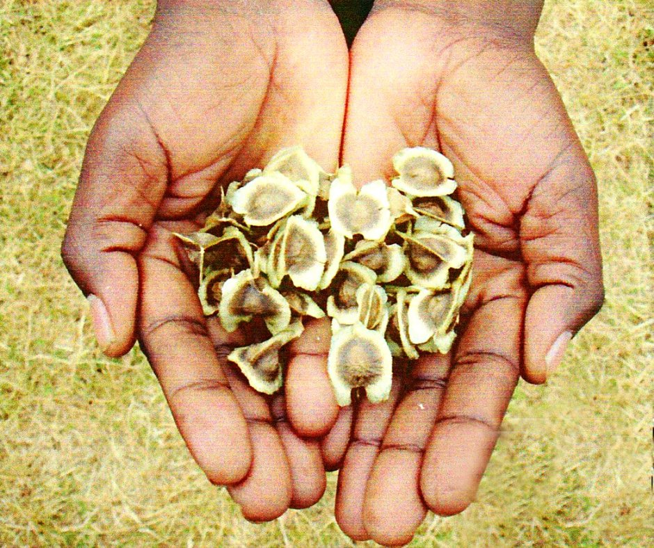 StrongHarvest's tweet photo. Do you live in the tropics or subtropics? ๐ฟ Here's how to plant, grow, harvest, & eat super-nutritious moringa! ๐๐ฝ https://t.co/JO4EqD74tn
#MoringaIsGoodForYou #MoringaIsLife #StrongHarvest https://t.co/xzyld84rQC
