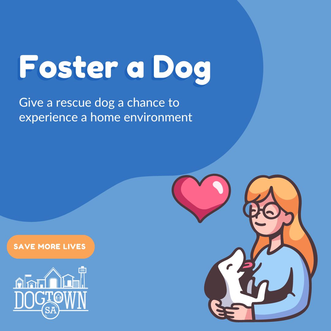 DogtownSA tweet media