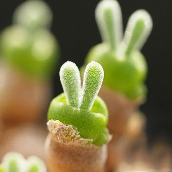 lavieestbelIe's tweet photo. Rabbit succulents https://t.co/1lZrGVFh4k