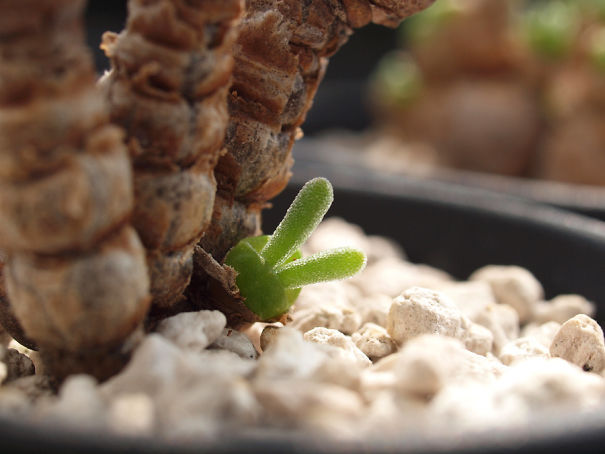 lavieestbelIe's tweet photo. Rabbit succulents https://t.co/1lZrGVFh4k