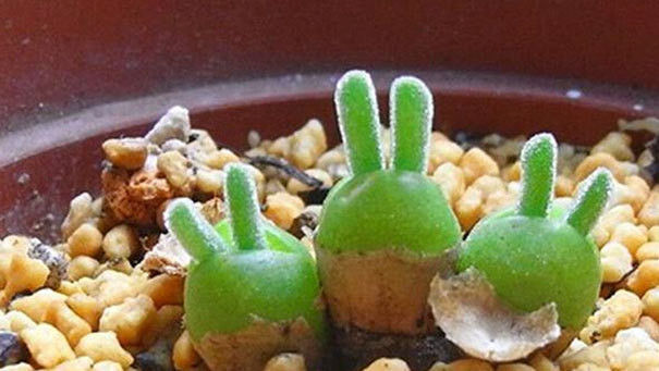 Rabbit succulents