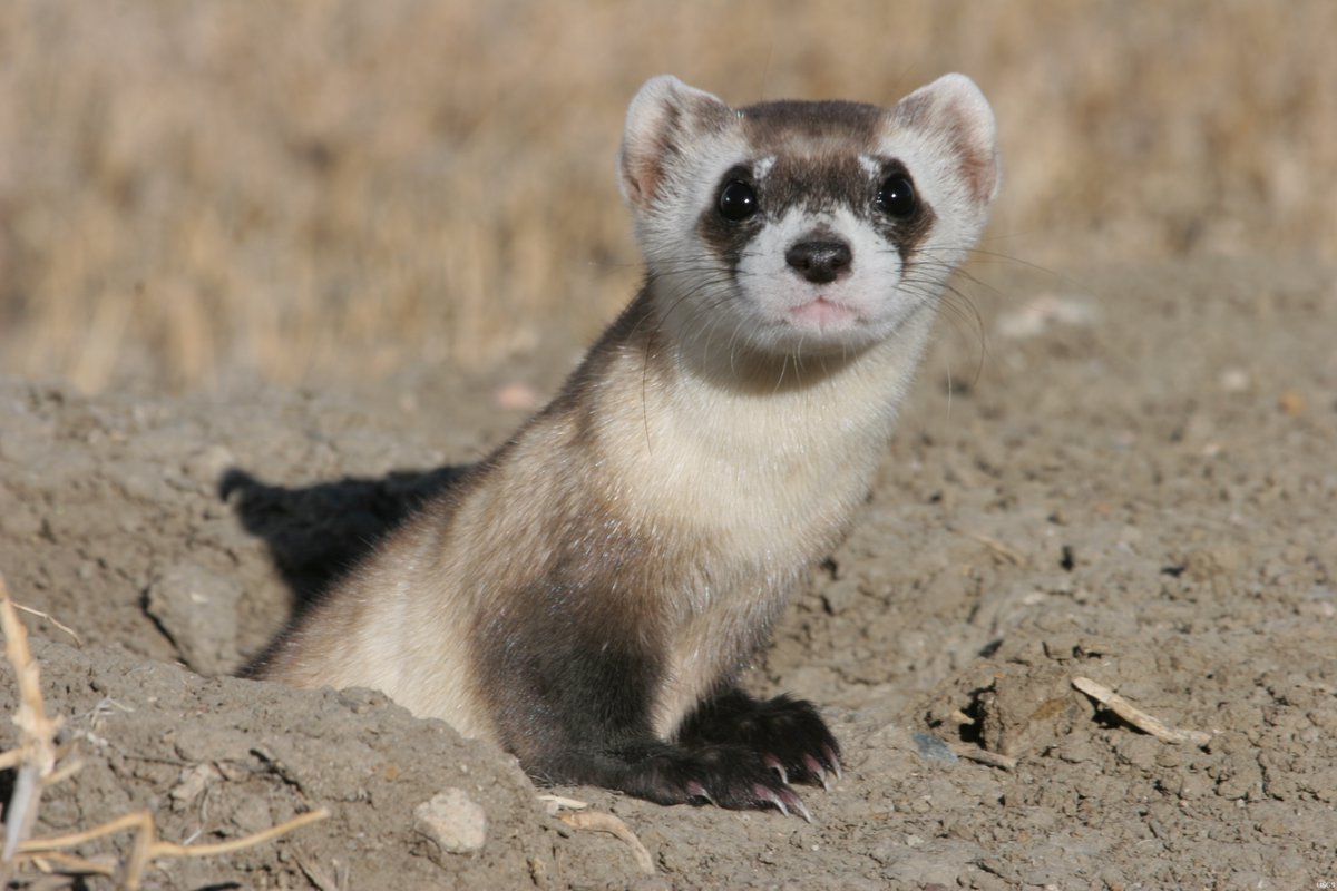 New study results suggest SARS-CoV-2 is unlikely to affect wild black-footed ferret populations, but infected captive animals pose a potential risk, albeit low, for humans and other animals: doi.org/10.3390/v14102…