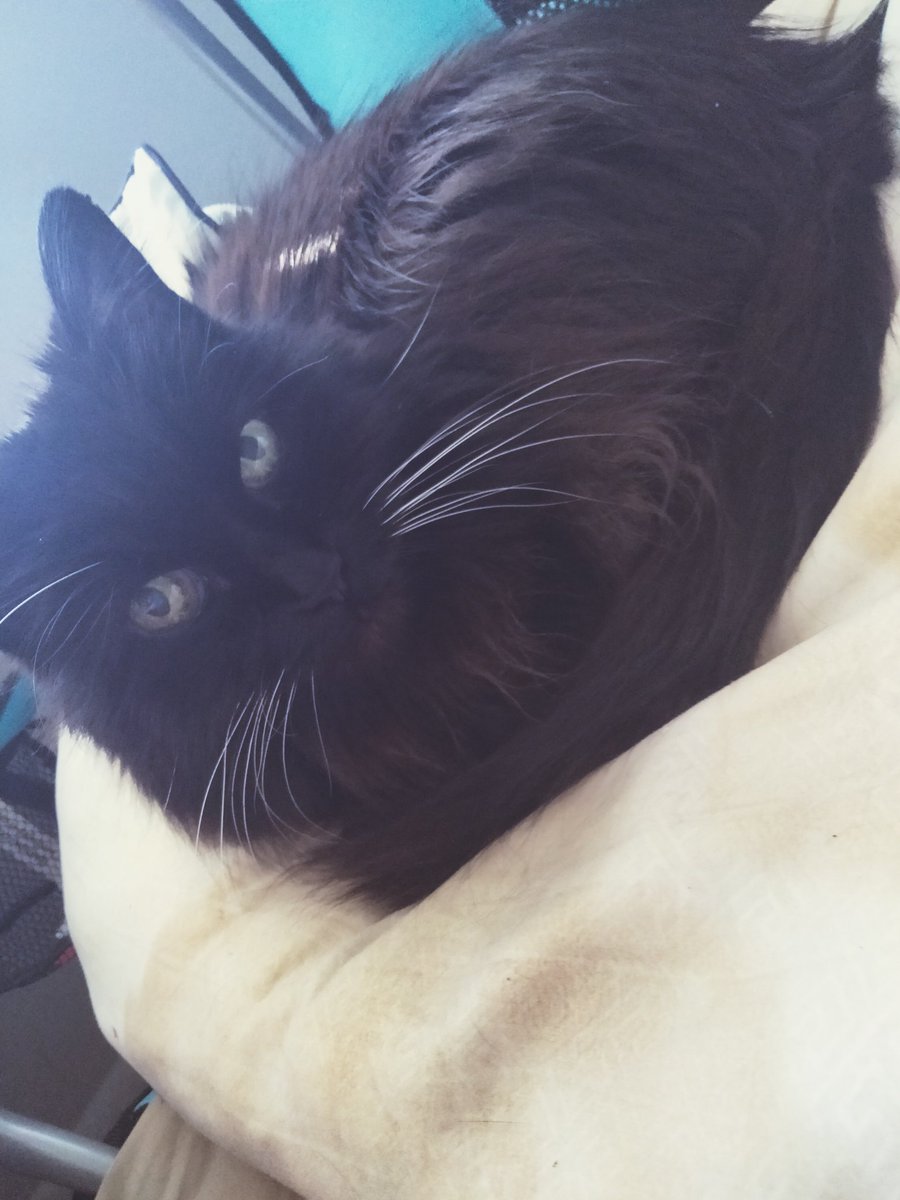 PretzelLoaf's tweet photo. 💕 https://t.co/CbJ5KzdcFl