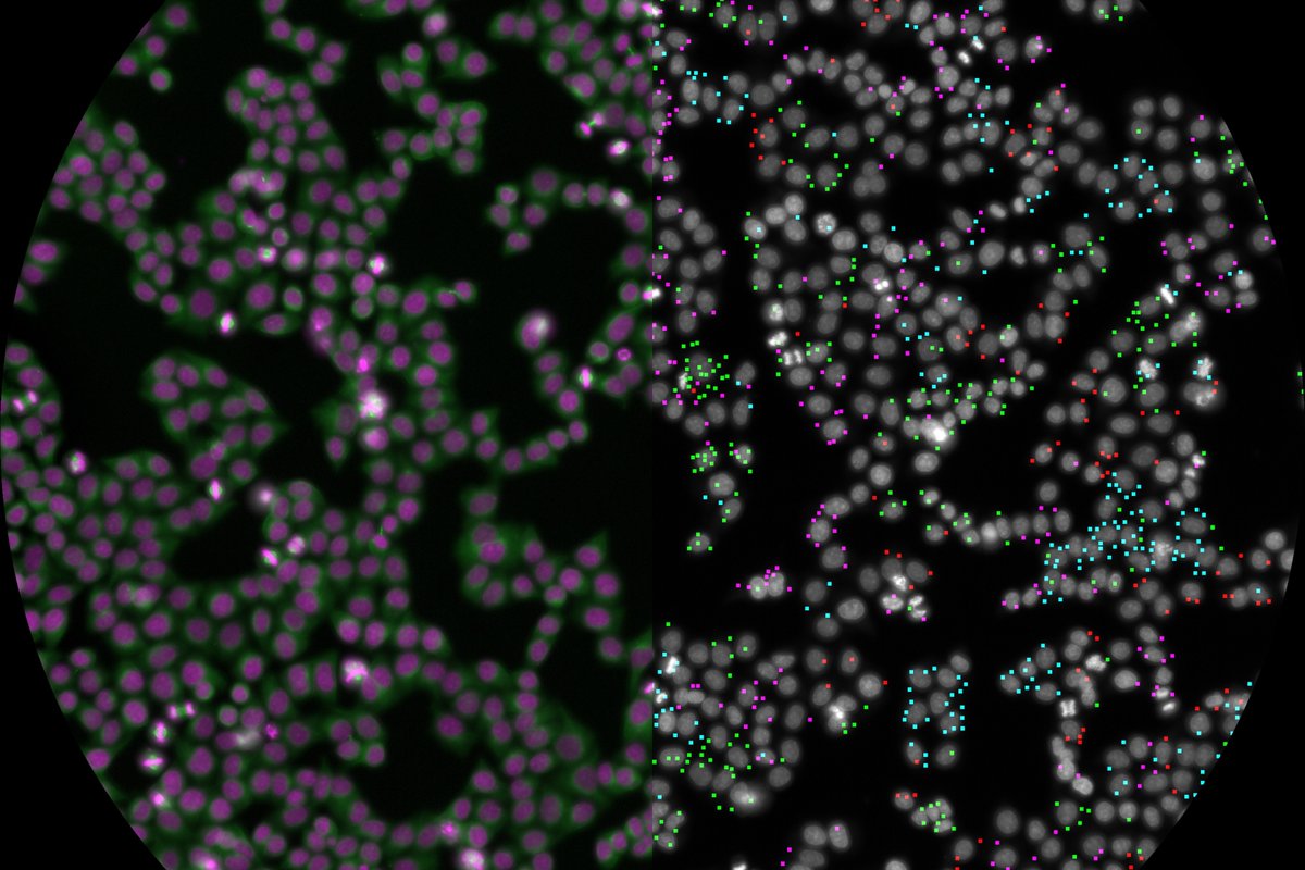 'The resource we’ve created will benefit not just our own lab but labs around the world,' @Iaincheeseman says. Using a novel image-based screening method, researchers in the Cheeseman lab evaluated the functions of over 5,000 essential human genes: wi.mit.edu/news/scientist…