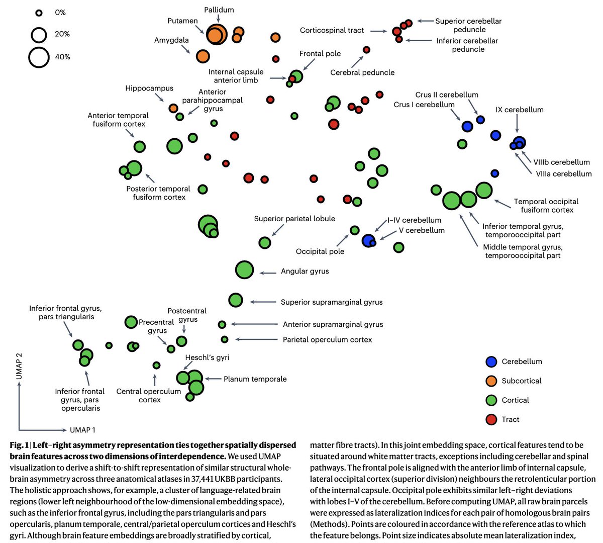 Karin's first Master thesis paper is out!

Humans may have evolved one or several of the most lateralized brain organizations.

Our new paper shows evidence that brain asymmetry may be a whole-brain phenomenon !

nature.com/articles/s4156…

researchgate.net/publication/36…

<a href="/neuromatch/">Neuromatch</a>
