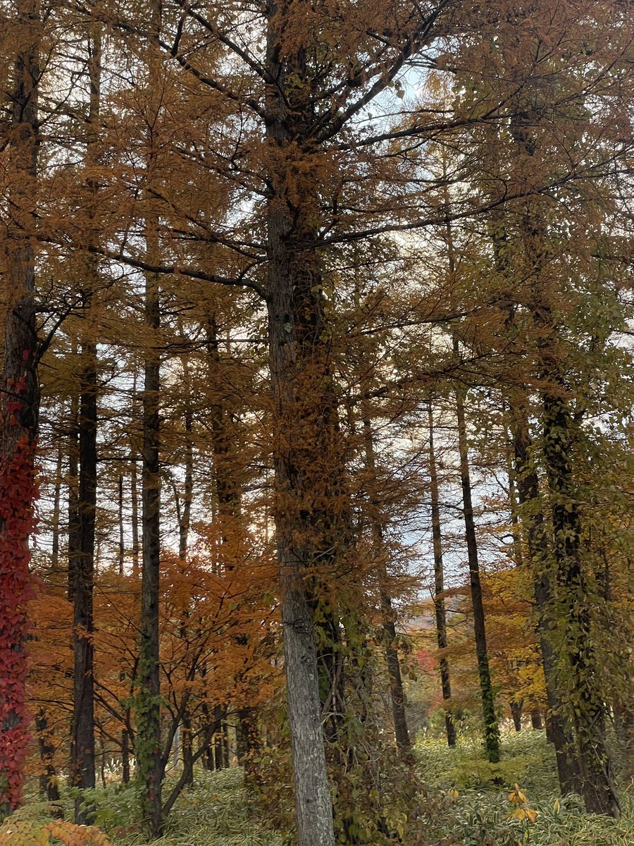 ayanorisaku's tweet photo. 秋だ！紅葉だ！🍁🍂
こないだ行ったマウントジーンズ那須の紅葉綺麗だった！⸝⋆ https://t.co/yWJds6cLNc