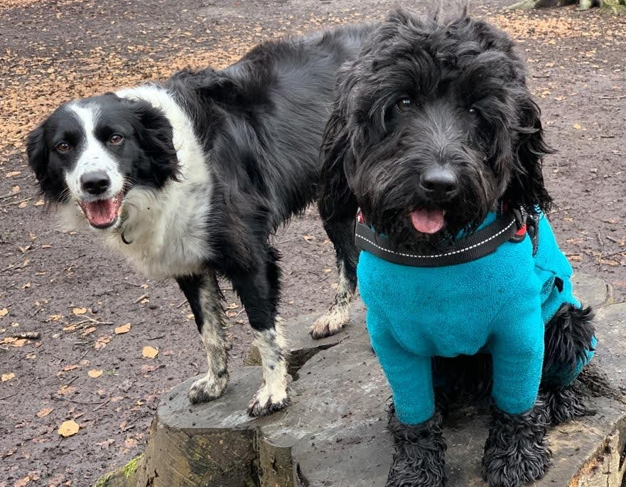 Best Buddies
#dogsoftwitter #dogs #autumndogs #dogwalks