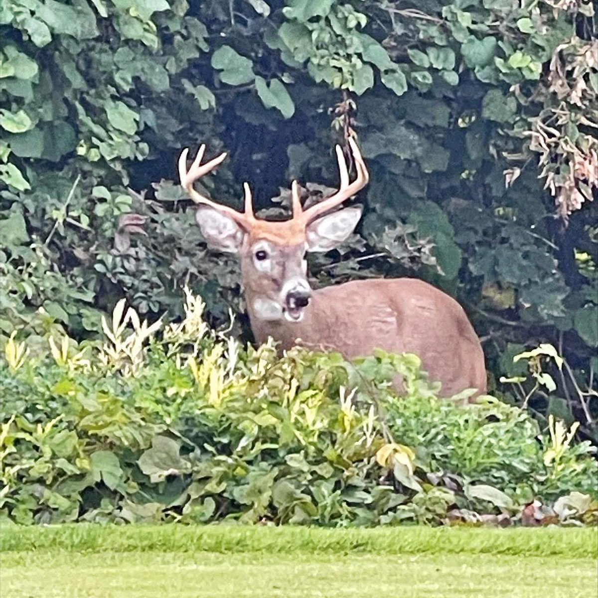 Lambton Golf & Country Club tweet media