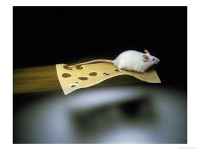 Es zeichnet sich ab, dass ich nur noch lesend hier durchfliege, um ein paar meiner geschätzten Felllover im Auge zu behalten, die ich noch nicht im Fediland entdecken konnte. Ansonsten wetze ich quiekend und klugbeißend durch meine neue Glitzergosse: mastodon.social/@ne_ratte <3