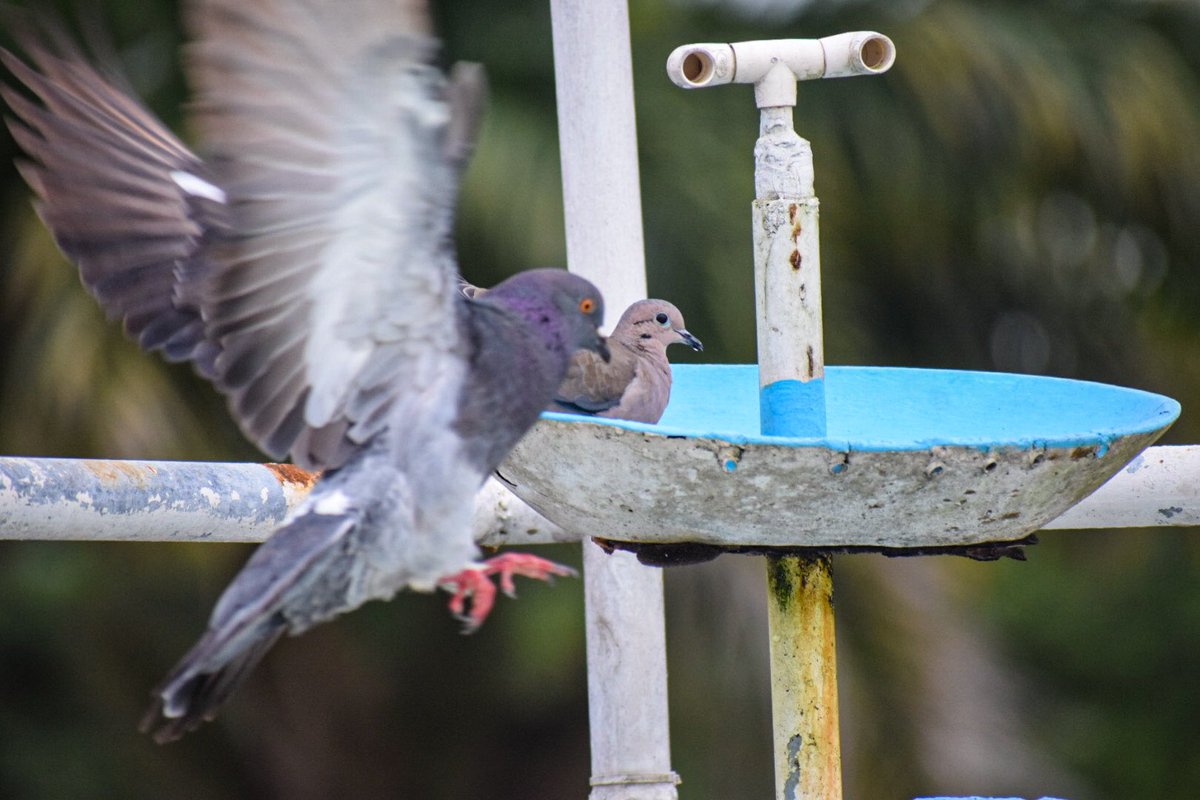 dan7martinez's tweet photo. Espera espera … yo también quiero salir en la fotografía 📸🐦 https://t.co/uWGIqwHX11