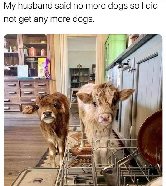 WholesomeMemes tweet media