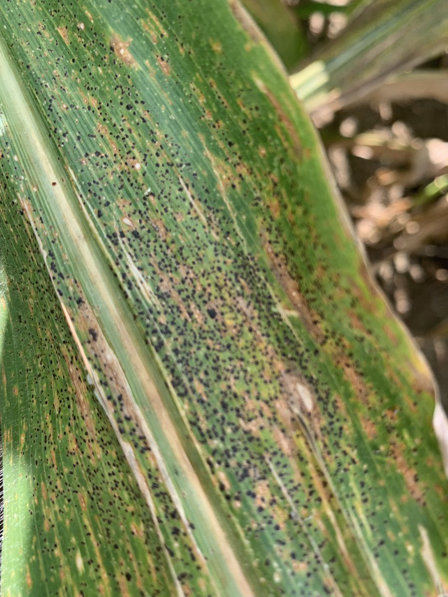 Late-planted corn for silage in south Georgia. 2 applications of fungicides, last applied soon after tassel. No tar spot found until 2 weeks after last application. 2 weeks later and the entire field from top to bottom is “covered up”. This disease has my attention. UGA Extension