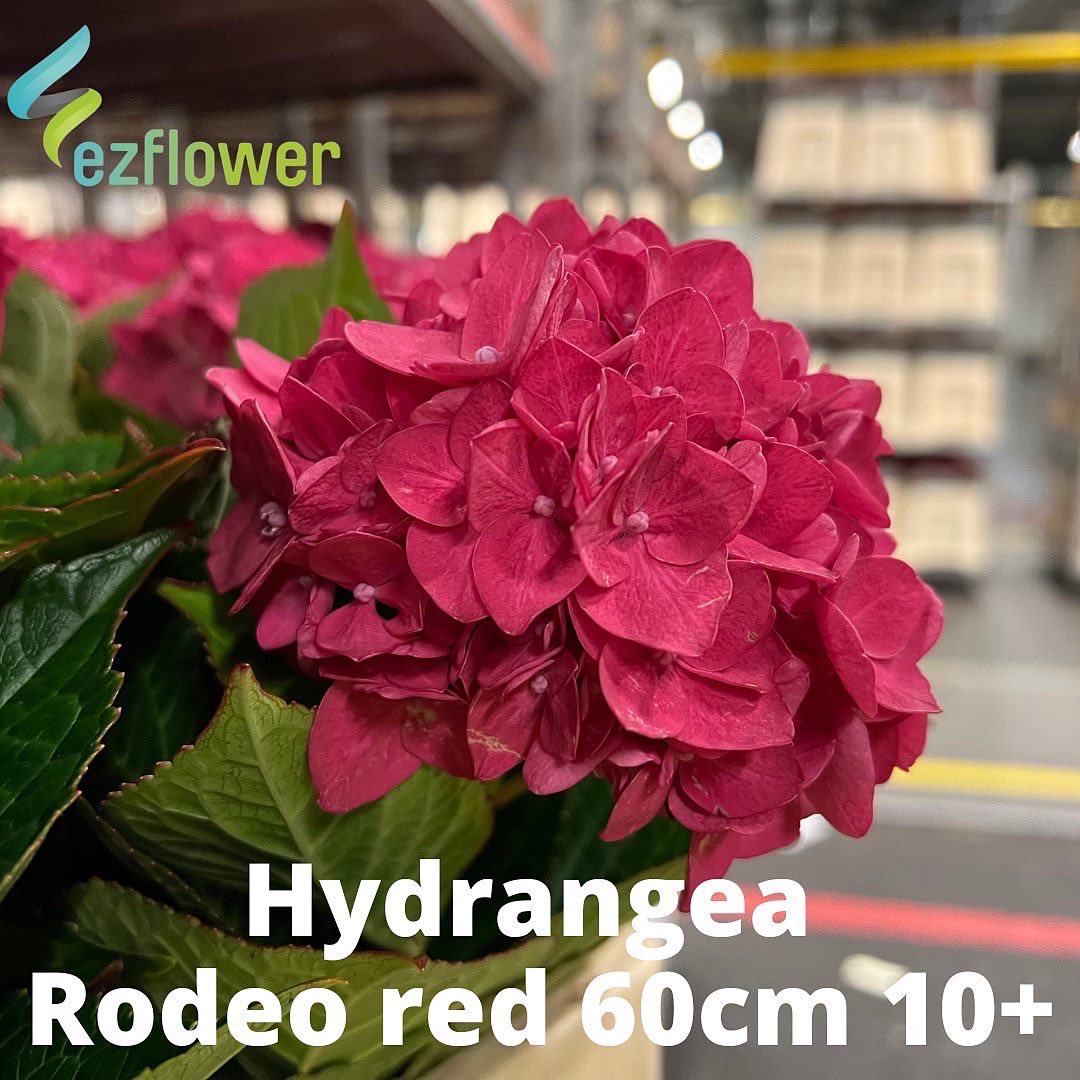 ez_flower's tweet photo. Monday is such a great day, don’t you think? #flowers #blooms #flowersfromholland #dutchflowers #ezflower #flowerwholesale https://t.co/3wENWSmNCk