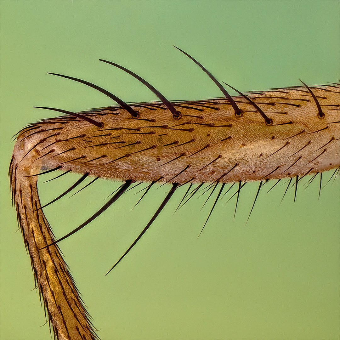 sagaOptics's tweet photo. Frontleg of a Heleomyzidae fly, Suillia variegata #sexyleg
#entomology #frontleg #fliege #fly #insects #suilliavariegata https://t.co/Bfop5364Cp