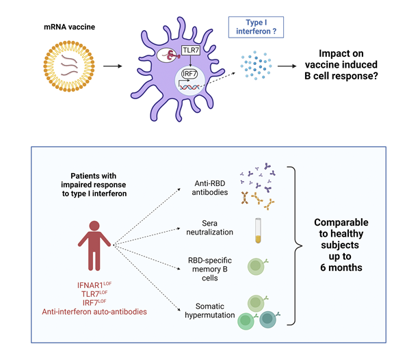 AurelienSokal's tweet photo. Does modified mRNA from mRNA vaccines still have immunostimulatory effect through type I interferons? Check out here 👇and our new article now out in @JExpMed : https://t.co/oFAlgY0mI0. Fantastic collaboration with @casanova_lab, @NeckerInem @IMRB_Mondor https://t.co/I3Ee5Z4KEu