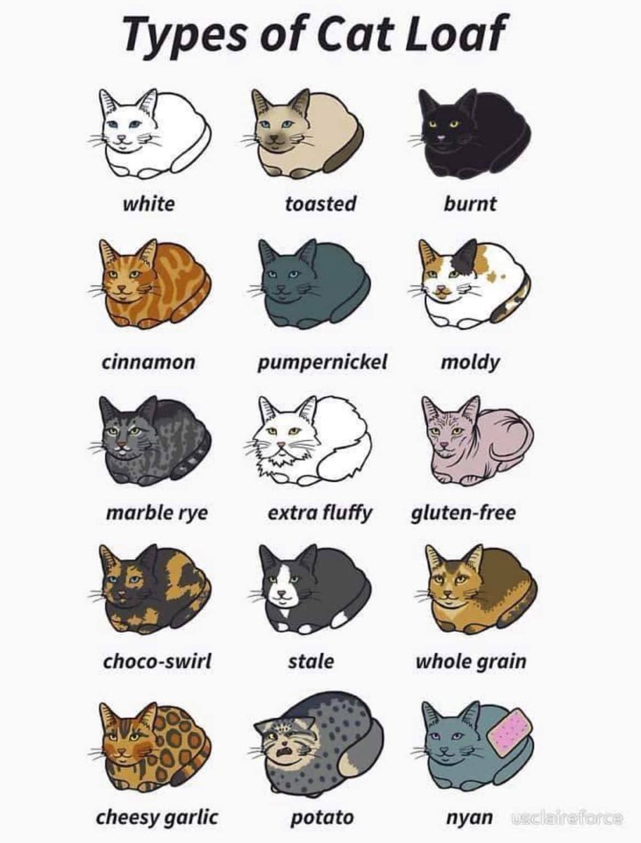 SilverMoonCat tweet media