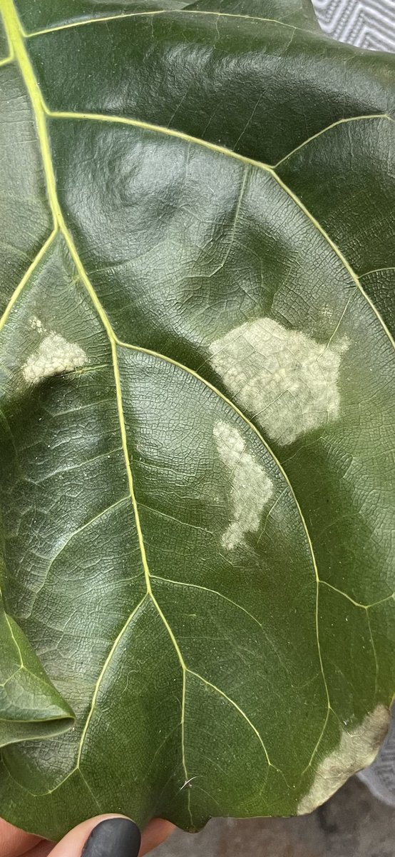martinera_S's tweet photo. @wonder_m_r Mi ficus empezó a sacar esas manchitas que no sé si sea una clase de hongo y se le están cayendo las hojitas ☹️ https://t.co/HBoPMQXCDU