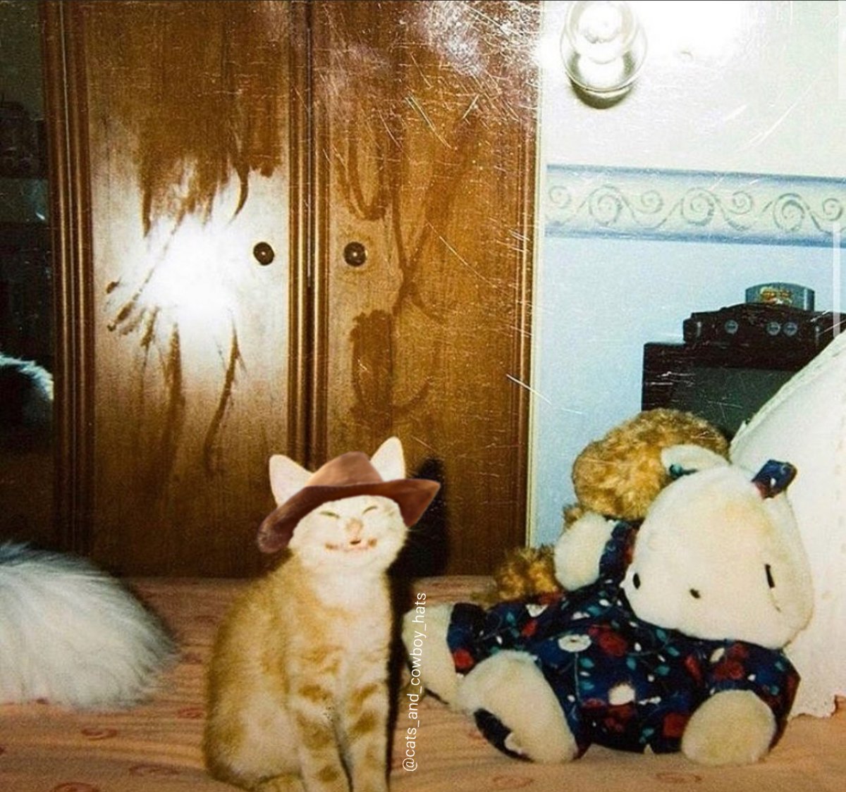 Cats And Cowboy Hats (@cowboycats) on Twitter photo 