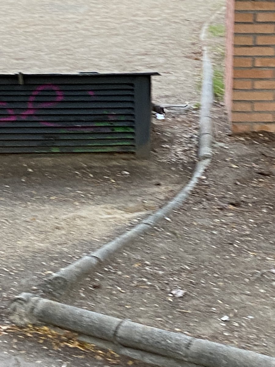 Alexandraaf19's tweet photo. @AytoLeganes estos son los nuevos amigos de los niños??? #plazadellaberinto https://t.co/0ftbgYZ5Wb