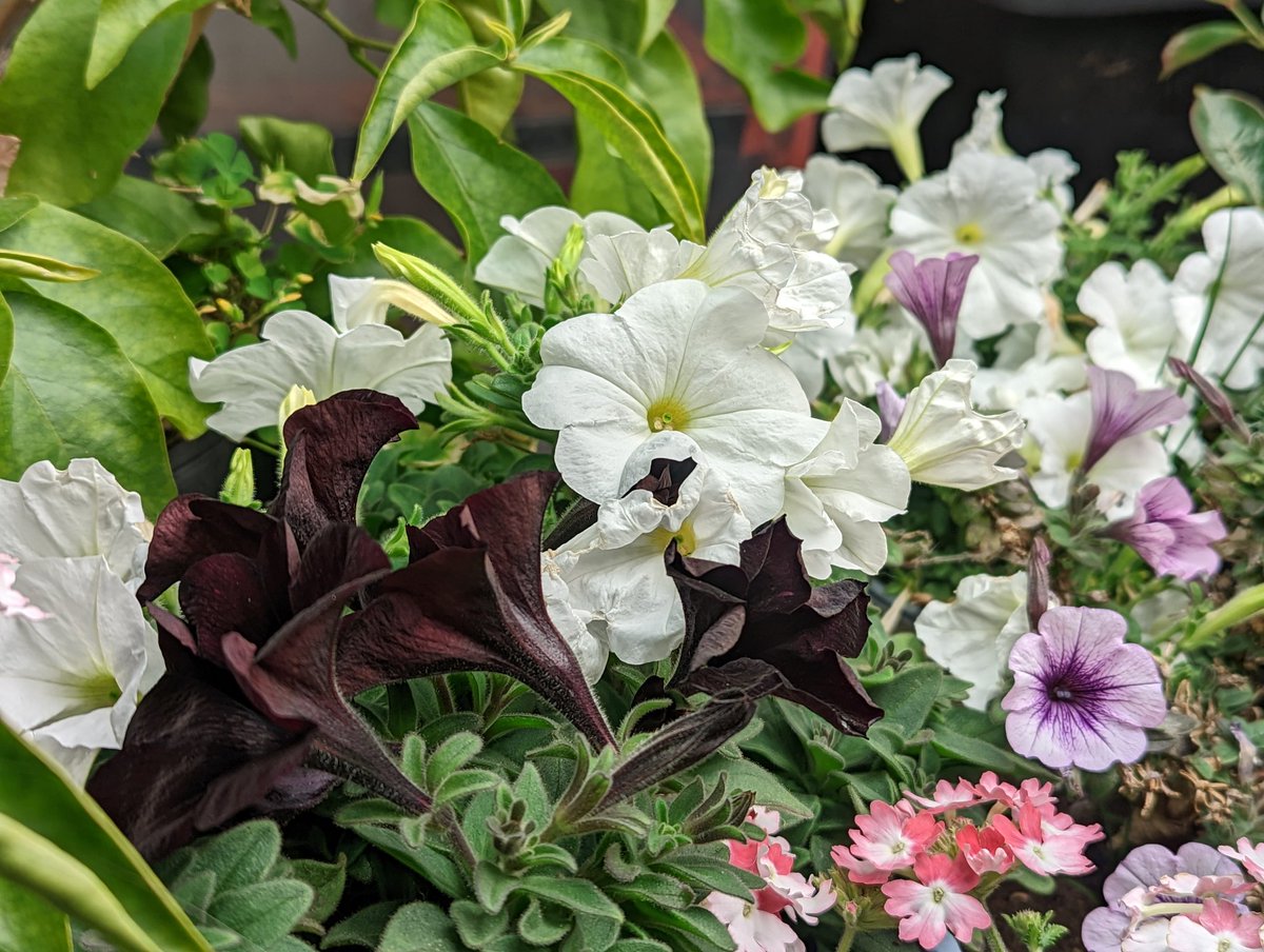 PushinPetunias's tweet photo. Have I ever mentioned, I fuckin' love petunias? 💚🌱🌸 https://t.co/1W7Jhz5IOP