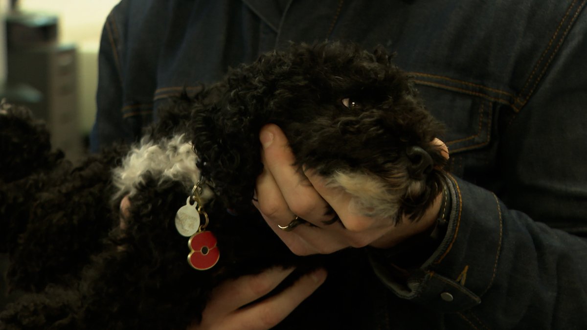 AbiBrackenITV's tweet photo. Meet Dolly the toy poodle - a lockdown pet who is now helping staff at a tech company in Brighton to destress. More on @itvmeridian @1800 tonight #poodles #stressawarenessweek @Cloud9Insight https://t.co/1yjptVNxZw